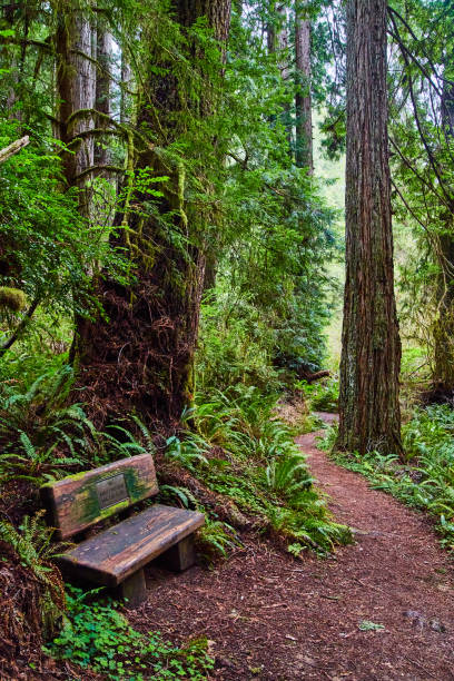 istock Bench in Redwoods trail to enjoy view 1490079858