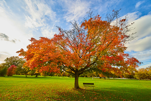 Image of Bench under vibrant orange tree in peak fall season on golf course