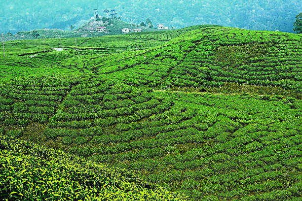 View of green tea plantations during the day.