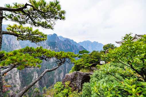Pine trees in Huangshan Natural Scenic Area