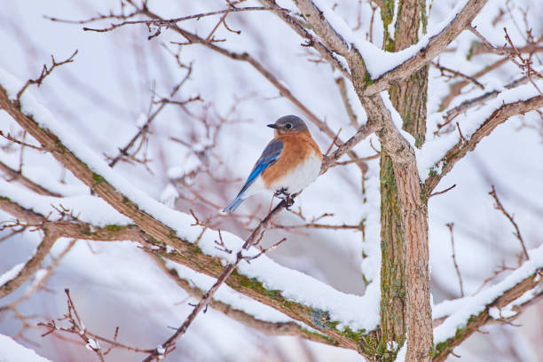 istock Bluebird resting on branch of tree covered in snow 1490080533