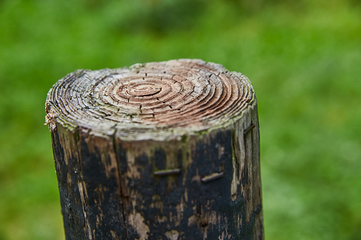 Tree rings