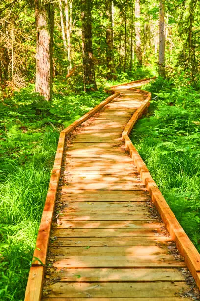 Photo of Boardwalk of wood for hikers zig-zagging through lush green woods