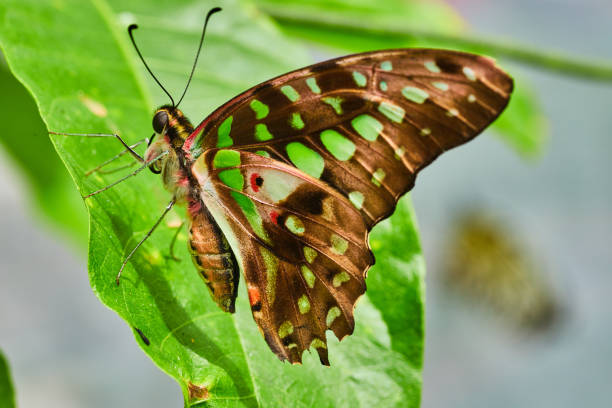 istock Brown butterfly with green spots on leaf 1490082085