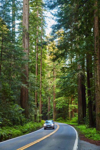 istock Car driving down curving road surrounded by Redwood trees 1490082253