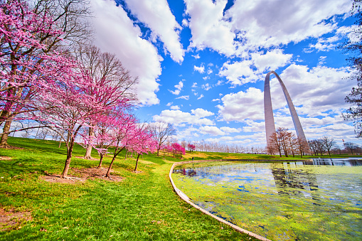 Image of Cherry tree surround mossy pond with Gateway Arch in background in spring