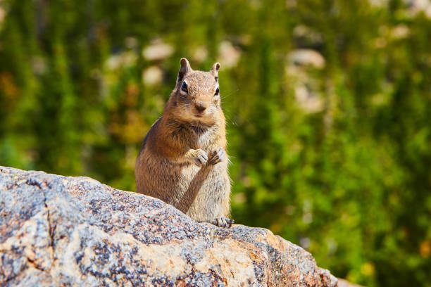 istock Chipmunk looking at camera sitting up on rock 1490082608
