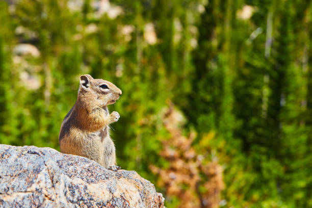 istock Chipmunk pondering life on rock with forest background 1490082612