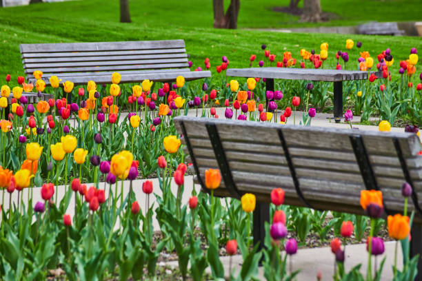 istock City park benches around stunning spring tulip gardens 1490083302