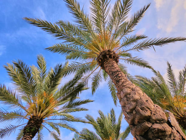 istock Close up looking up at large palm trees in tropics 1490083405
