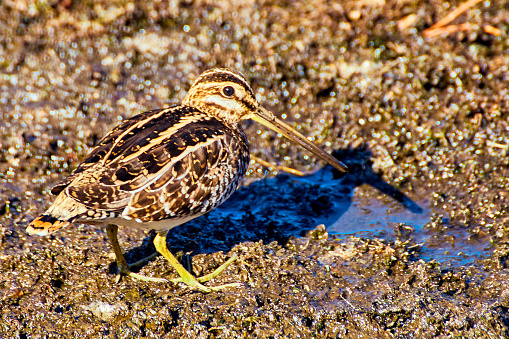 Image of Close up of bird with long beak on mud