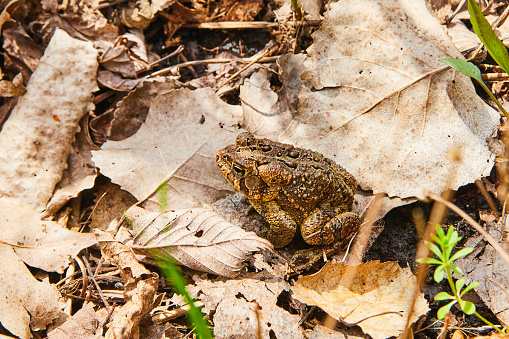 Image of Close up of frog hoping through fall leaves