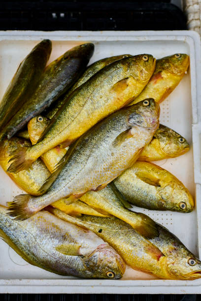 istock Freshly catched anchovy at Fish market 1490083509