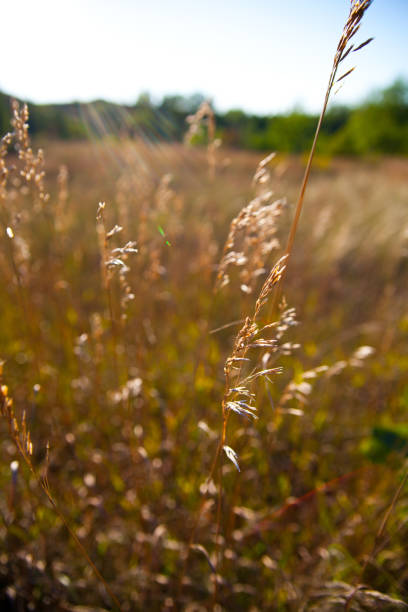 istock Close up of wheat looking wild scrub in a clearing 1490083655