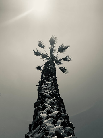 Black and white palm tree