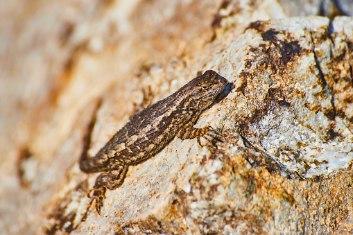 Image of Close-up view of cute little lizard taking a break on a large rock