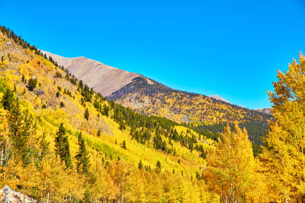 istock Colorful fall yellow mountains of aspen trees 1490084123