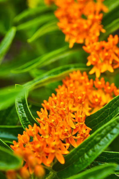 istock Colorful macro of tiny orange flowers 1490084157