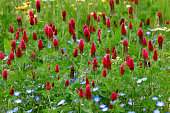 Trifolium incarnatum / Crimson Clover