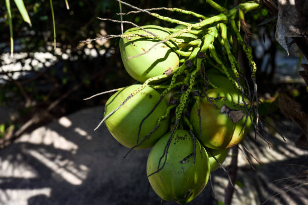 istock Coconuts growing in a palm tree in Vietnam 1490084349