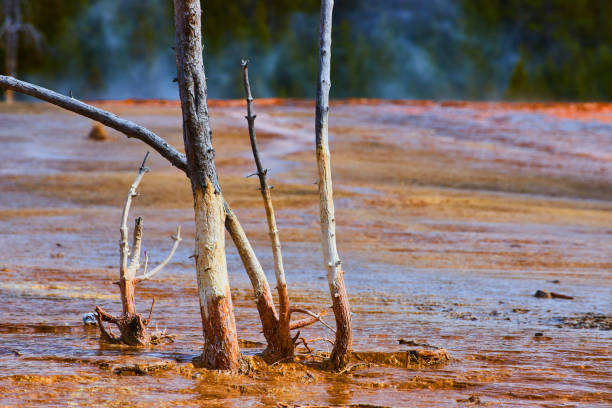 Image of Dead trees in runoff from geyser and pools at Yellowstone