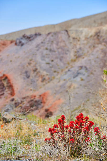 Image of Desert fields with red flower blooming plant next to hills