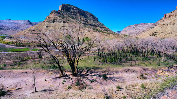 istock Desert forest after fire with burned bark in mountains 1490085841