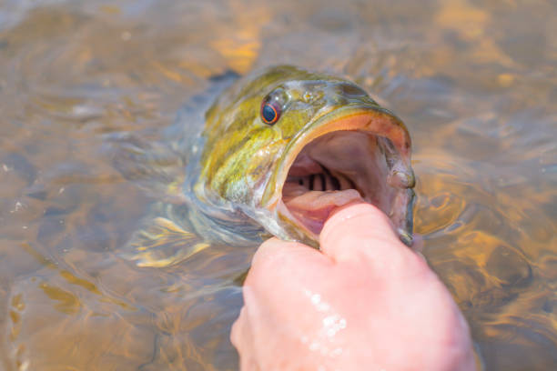 segurando o robalo grande pela boca na água, peixes de água doce - smallmouth bass fotos - fotografias e filmes do acervo