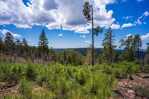 Ponderosa pine tree on the edge of the Mogollon Rim in Arizona in Sitgreaves National Forest