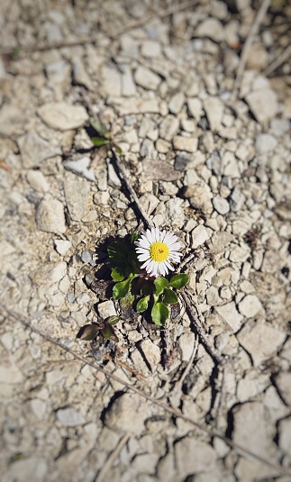 a small, defenseless daisy on the parched, rough ground.  Defocus, blur.  View from above