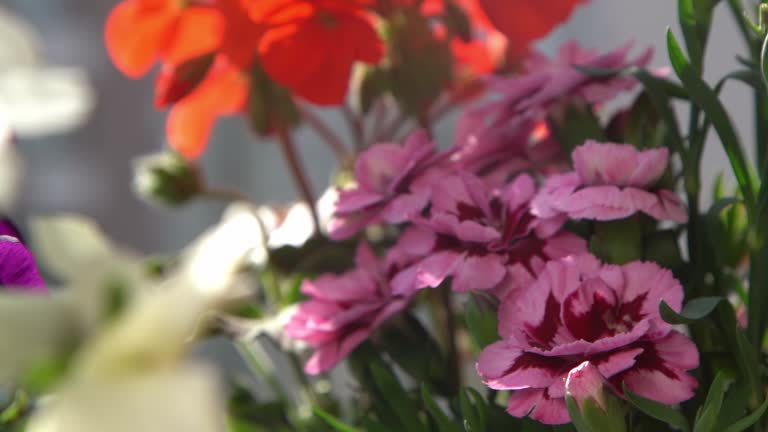 A bush of pink carnations in a flower arrangement. Flowering in spring and summer. Carnation bud flower plant.