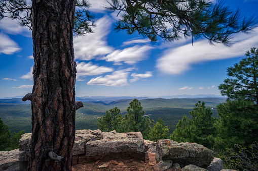 Ponderosa pine tree on the edge of the Mogollon Rim in Arizona in Sitgreaves National Forest