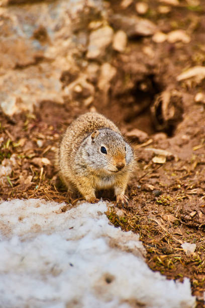 istock Detail of ground squirrel exploring grounds with snow 1490087259