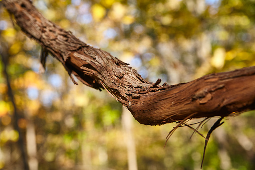 Image of Detail of large fall tree branch with bark and yellow green background blur