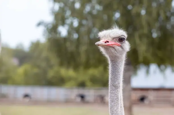 Photo of Head of an ostrich close-up. An ostrich bird that does not fly