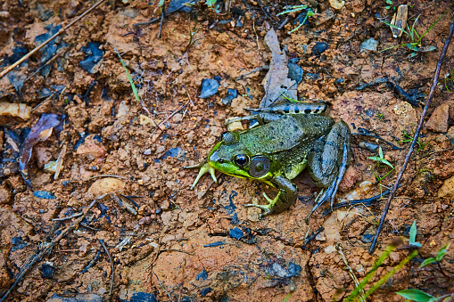 A female bull frog sits at the edge of a pond with dead twigs hanging over him.