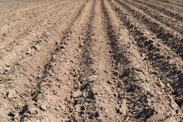 istock Plowed field. Agricultural field with even rows 1490088088