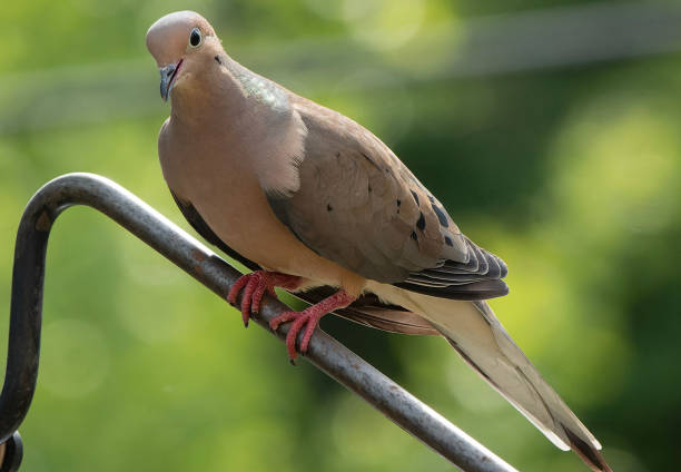 istock Mourning Dove arrives on the deck 1490088097
