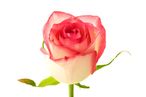 istock rose flower growing on white background 1490088204