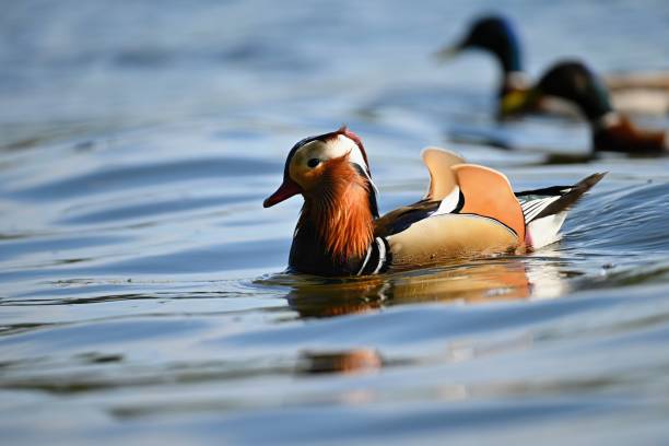 zbliżenie męskiej kaczki mandarynki (aix galericulata) pływanie na wodzie z odbiciem. piękny ptak żyjący na wolności. - duck pond mandarin red zdjęcia i obrazy z banku zdjęć