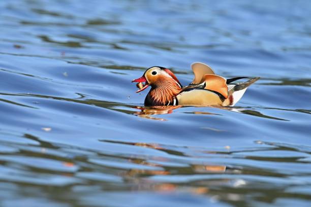 zbliżenie męskiej kaczki mandarynki (aix galericulata) pływanie na wodzie z odbiciem. piękny ptak żyjący na wolności. - duck pond mandarin red zdjęcia i obrazy z banku zdjęć