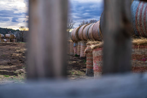 Stacked Hay Bales for Ranching - Rural scene with hay bales stacked in fenced area. Selective focus and shallow depth of field.