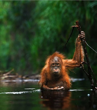 Young Orangutan water from the river in the jungle. Indonesia. The island of Kalimantan (Borneo). An excellent illustration.