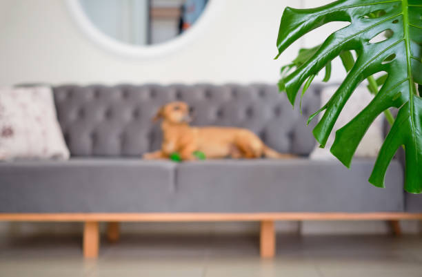Selective focus on a monstera, on a blurred background, a cute dachshund lies on a sofa in the living room with his favorite toy, cozy with pets