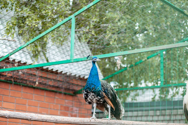 istock A beautiful peacock with fluffy tail in the zoo. 1490092246