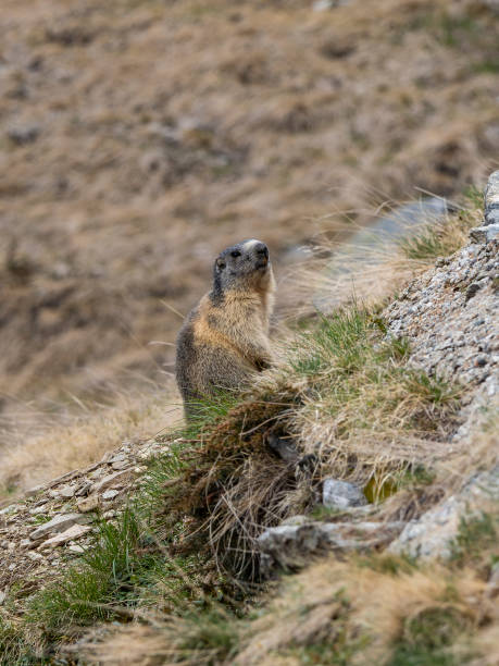 istock Marmot in the italian alps 1490092356
