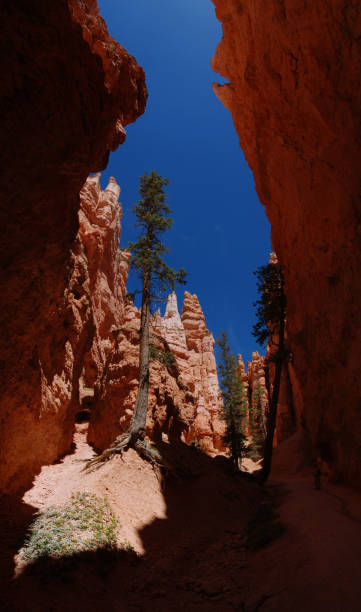 istock erosion in Bryce Canyon National Park in Utah 1490093620