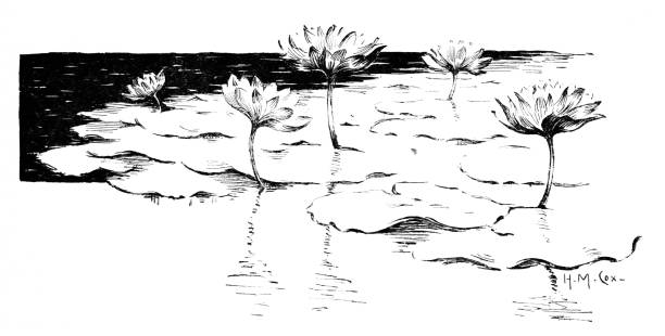 수련, 연꽃 - floating on water petal white background water stock illustrations