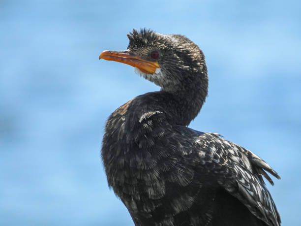 istock Reed Cormorant Displaying Serpentine Neck 1490094866