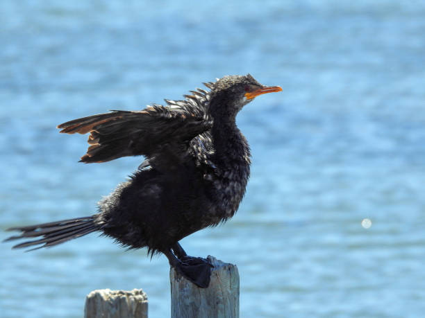 istock Reed Cormorant Drying Wings 1490097911